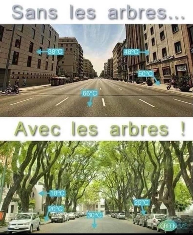 Replanter des arbres dans nos copropriétés en ville Replanter des arbres dans nos copropriétés en ville